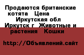 Продаются британские котята › Цена ­ 10 000 - Иркутская обл., Иркутск г. Животные и растения » Кошки   